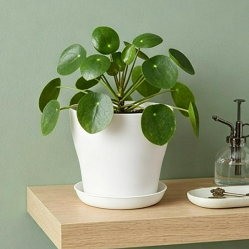 Ensemble de pots de plantes av - Indoor Herb Garden Kit avis et prix